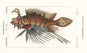 Rascasse volante, Pterois antennata