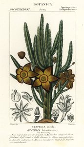 Fleur étoile ou plante charogne, Stapelia hirsuta
