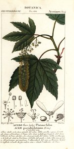 Érable sycomore, Acer pseudoplatanus