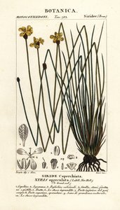 Xyris operculata