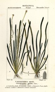 Vallisnérie spiralis