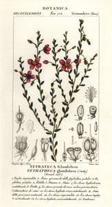 Tetratheca glandulosa