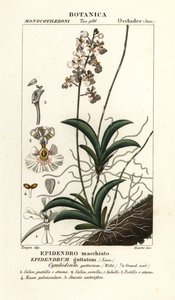 Orchidée Tolumnia guttata - Stanghi Stanghi