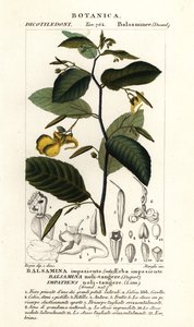 Balsamine ne-me-touchez-pas, Impatiens noli-tangere