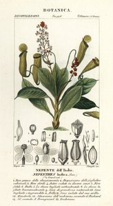 Plante à urnes tropicale, Nepenthes distillatoria - Stanghi Stanghi