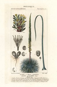 Agave à fleurs jumelles, Agave geminiflora - Stanghi Stanghi