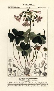 Oxalis violacea