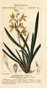 Orchidée Wan dai-fu, Cymbidium sinense
