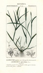 Vulpin genouillé, Alopecurus geniculatus - Stanghi Stanghi