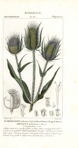 Cardère sauvage, Dipsacus fullonum