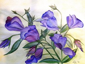 Fleurs lilas