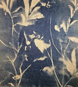 Ombres botaniques bleues - Stefano Mazzolini