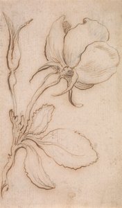 Étude en roses et pivoines