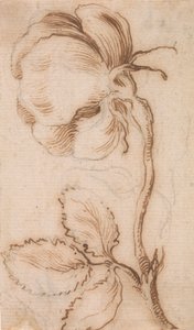 Étude de roses et d