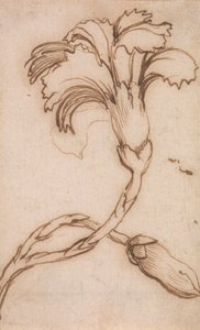 Étude de Œillets et Roses