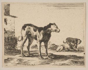 Planche 11 : chiens, de Divers animaux Diversi animali - Stefano della Bella