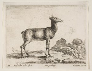 Planche 15 : biche, de Divers animaux Diversi animali, vers 1641