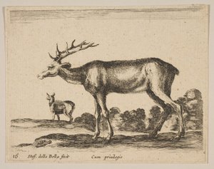 Cerf, des Divers animaux - Stefano della Bella