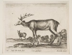 Planche 16 : cerf, de Divers animaux Diversi animali, vers 1641 - Stefano della Bella