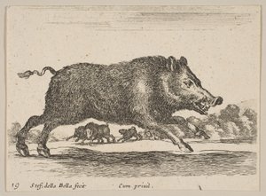 Planche 19 : sanglier, de Divers animaux, vers 1641 - Stefano della Bella