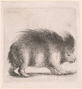 Porc-épic, face à la droite - Stefano della Bella