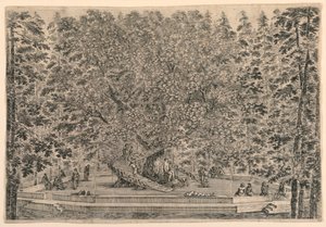 Arbre avec deux escaliers en spirale - Stefano della Bella