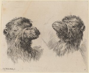 Deux têtes de chameau - Stefano della Bella