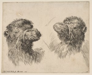 Deux têtes de chameau, vers 1641 - Stefano della Bella
