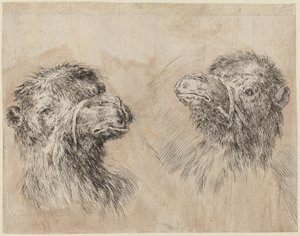 Deux têtes de chameau [recto], probablement 1649