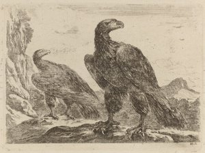 Deux Aigles, Tous Deux avec la Tête Tournée à Droite