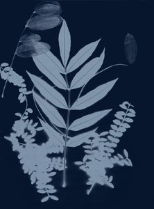 Cyan Foliage 01, 2017 (numérique) - Stephen Dow