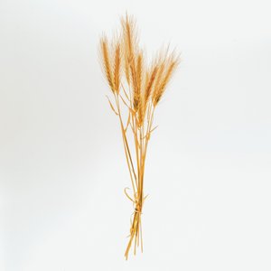Orge n° 01, 2020 (photo)