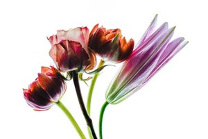 Groupe de quatre fleurs, 2021