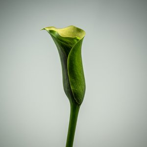 Calla Lily verte unique, 2020