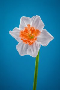Jonquille blanche et orange, 2021 (photo)