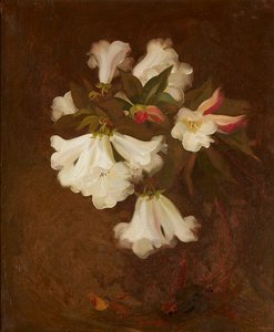 Nature morte de lys blancs