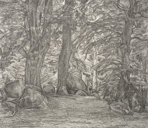 Paysage forestier de Falster