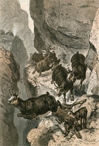 Chamois chassés sur une corniche étroite - Swiss School