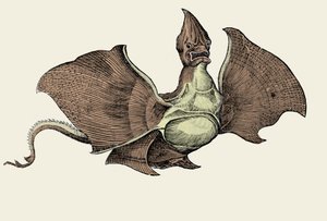 Monstre marin fantastique, illustration de 