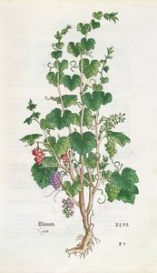 Vigne (Vitis Vinifera) planche botanique de De Historia Stirpium par Leonard Fuchs (1501-66) 1543