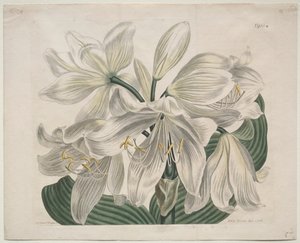Le magazine botanique ou le jardin de fleurs exposé : Lys du Cap Blanc, 1806 - Sydenham Teast Edwards