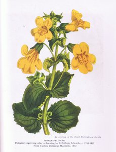 Fleur de singe, Nature en Grande-Bretagne publiée par Collins 1946 (lithographie en couleur)