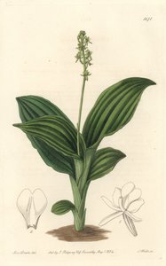 Orchidée Liparis africaine - du Botanical Register