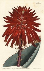 Aloe