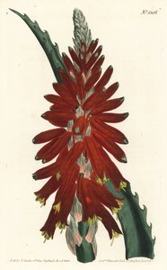 Aloe arborescent