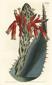 Aloès variété - Aloès bleu, Aloe glauca (Aloès glauque à épines rouges, Aloe rhodacantha) - Gravure à la main par F. Sansom Jr. d