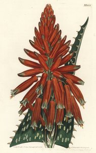 Aloe maculata