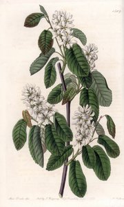 Amélanchier à feuilles d