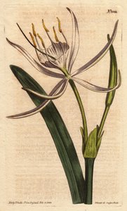 Pancratium américain avec des fleurs blanches parfumées