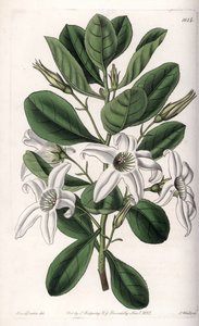 Anthocercis variété, originaire d